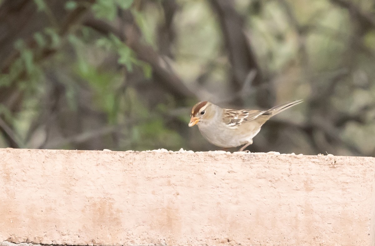 White-crowned Sparrow (Gambel's) - ML645627093
