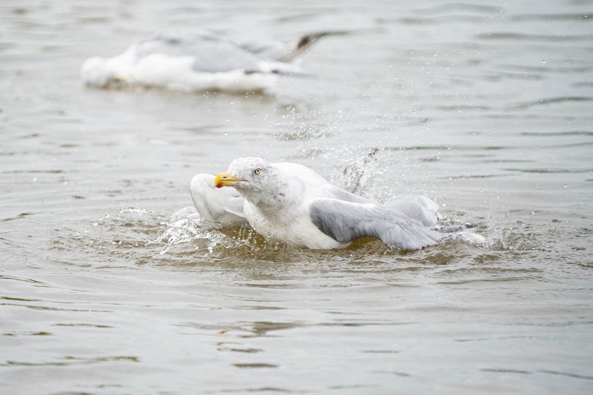American Herring Gull - ML645627103