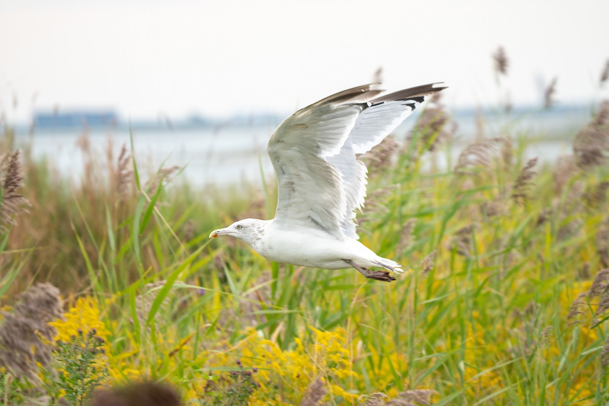 American Herring Gull - ML645627104