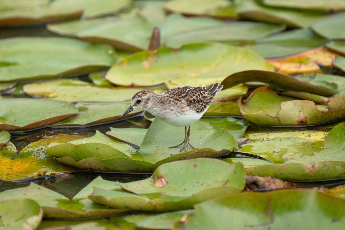 Least Sandpiper - ML645627108