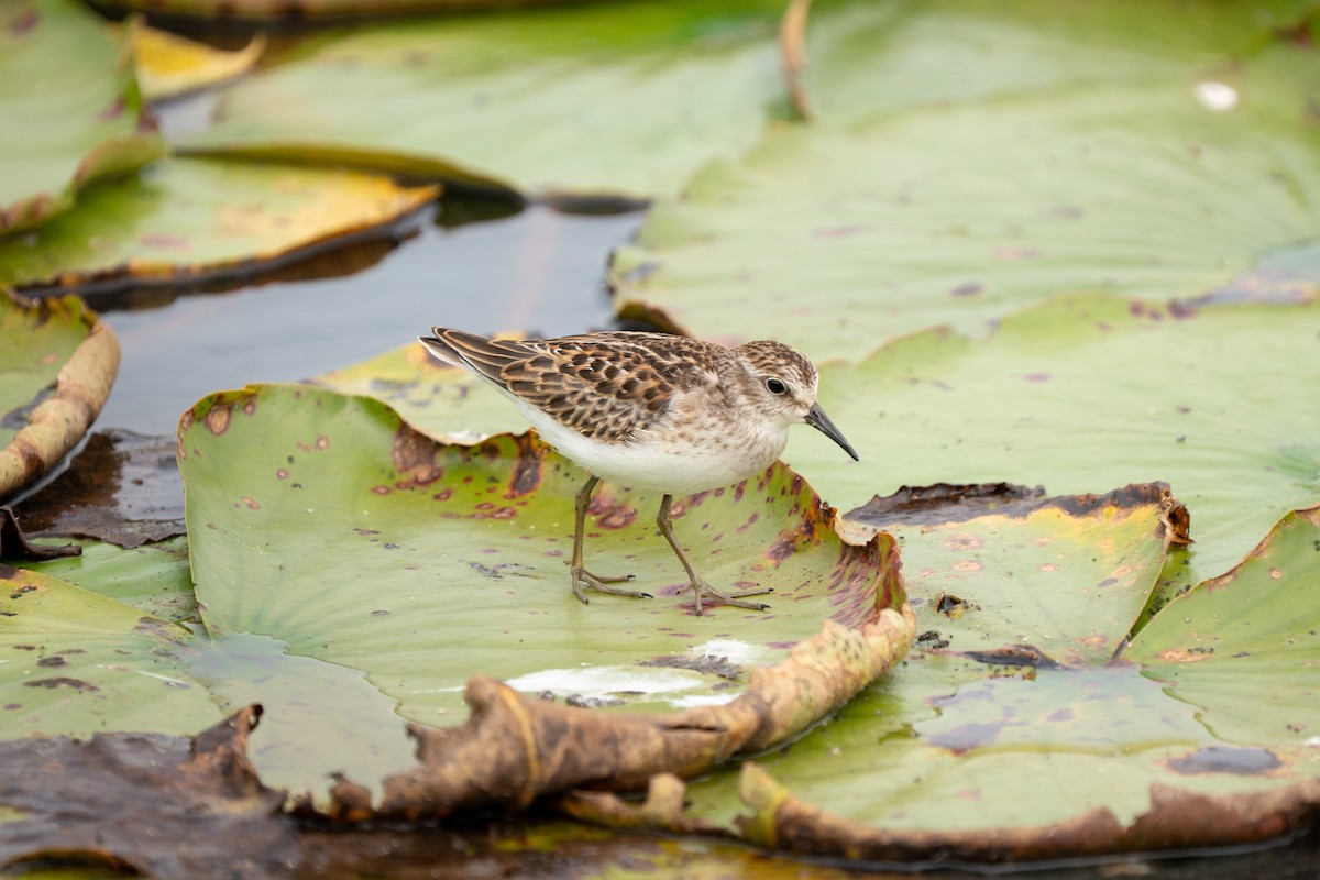 Least Sandpiper - ML645627109