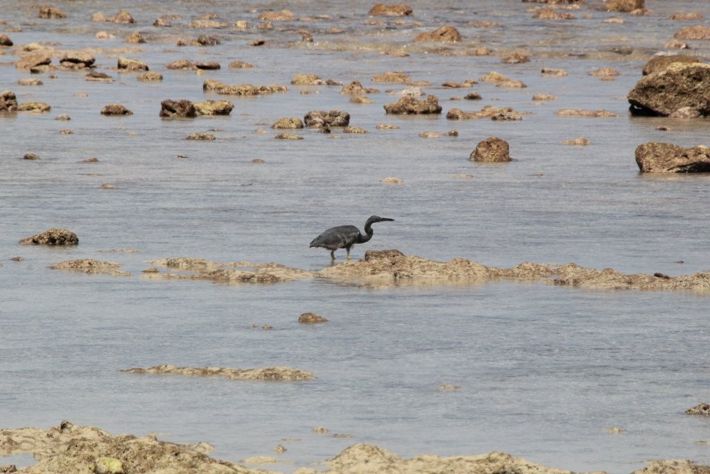 Pacific Reef-Heron - ML64562711