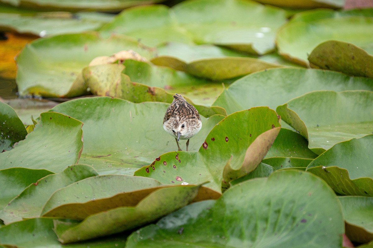 Least Sandpiper - ML645627110