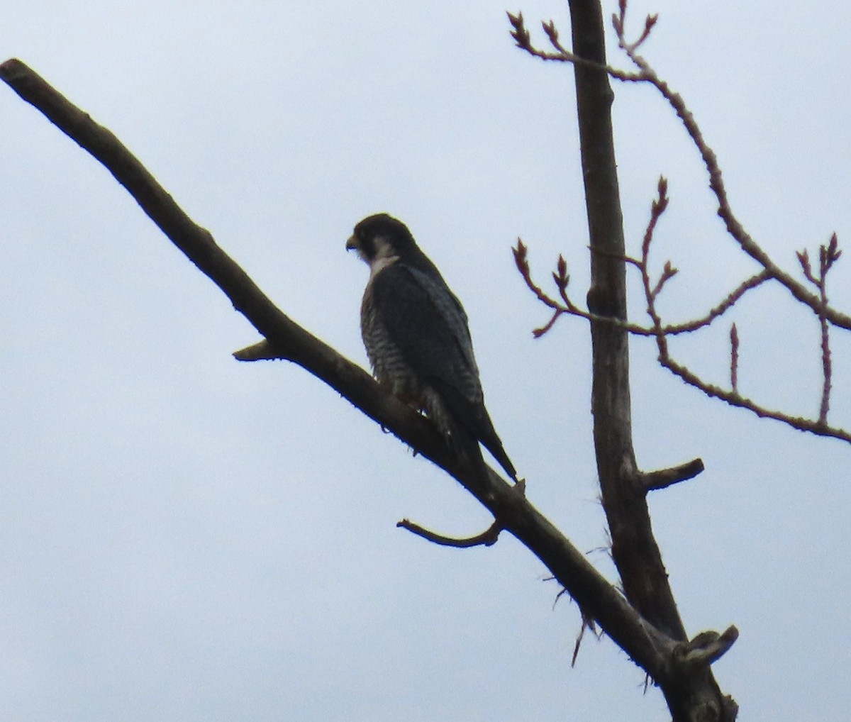 sokol stěhovavý - ML645627111