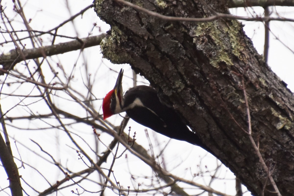 Жовна північна - ML645627112