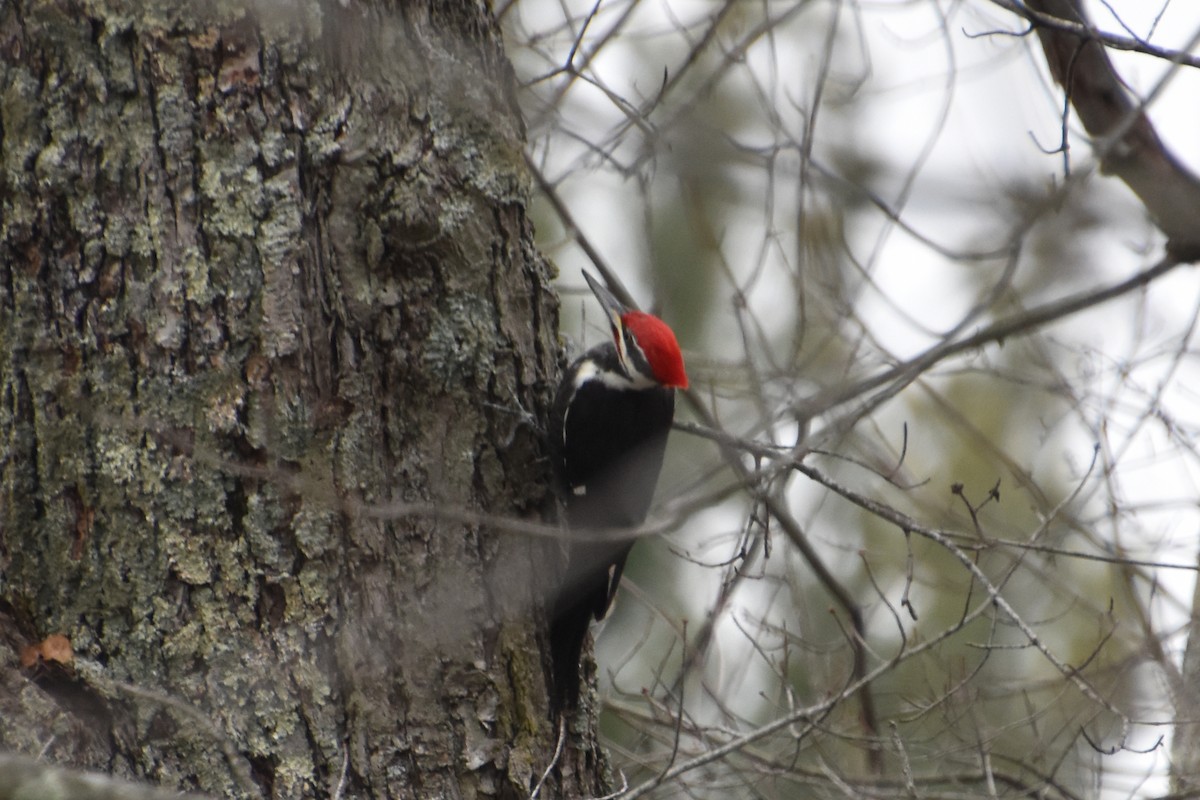Жовна північна - ML645627114