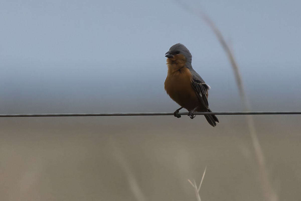 Tawny-bellied Seedeater - ML645627118