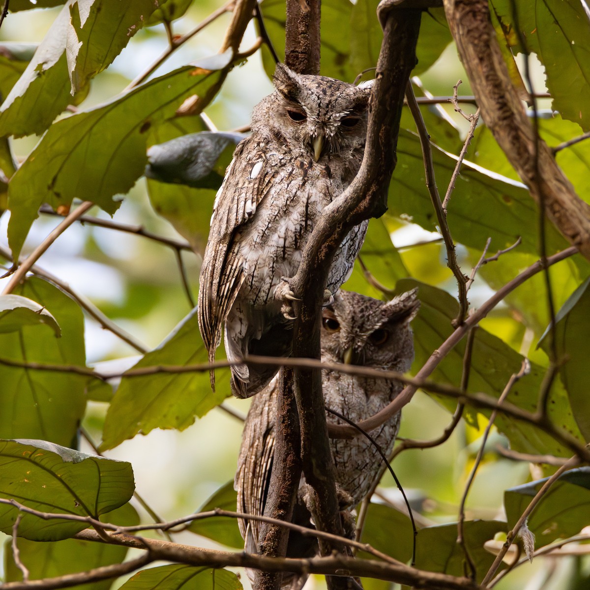 Pacific Screech-Owl - ML645627122