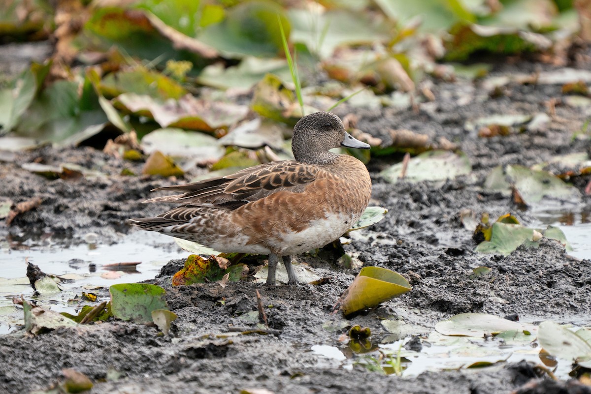 American Wigeon - ML645627134