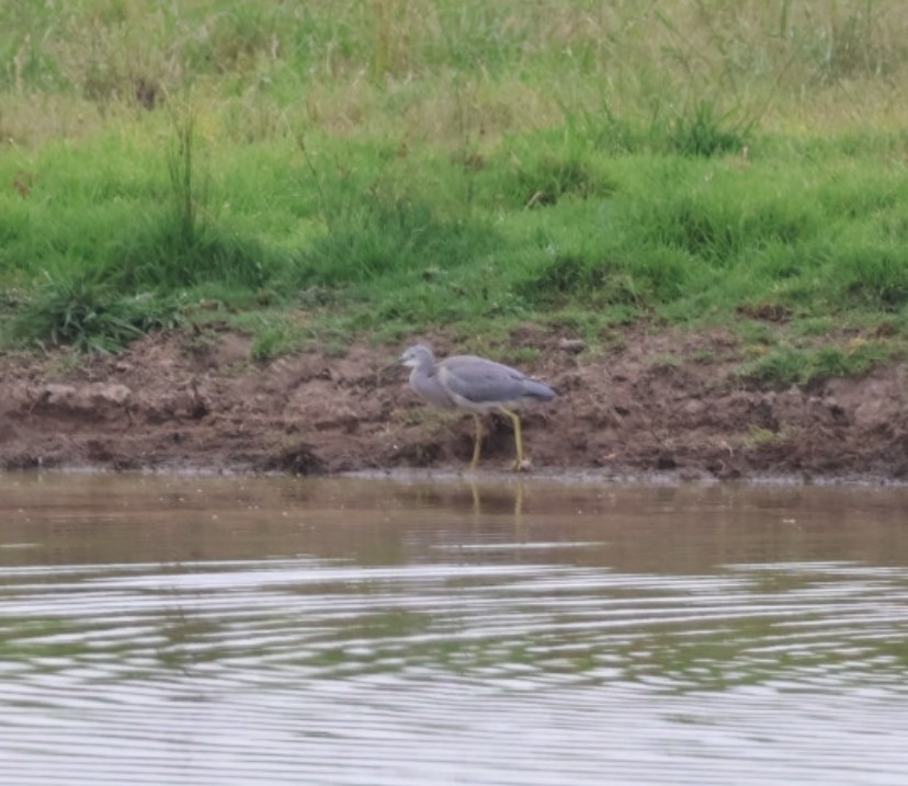 White-faced Heron - ML645627135