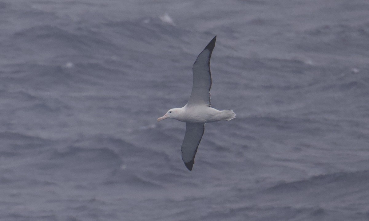 Snowy Albatross - ML645627138