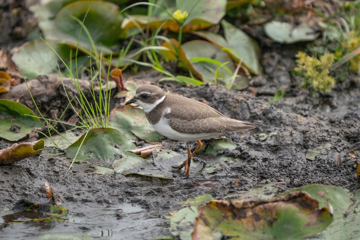 Semipalmated Plover - ML645627140