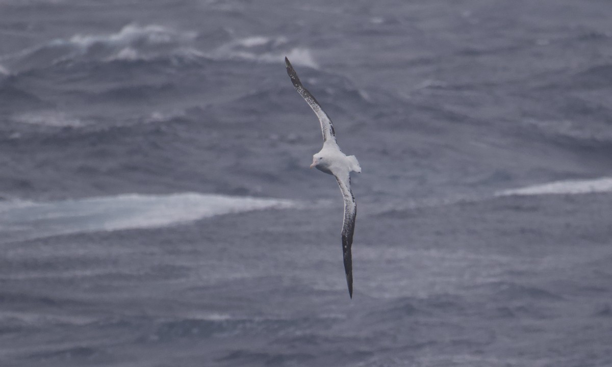 Snowy Albatross - ML645627141