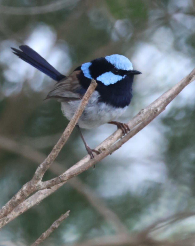 Superb Fairywren - ML645627143