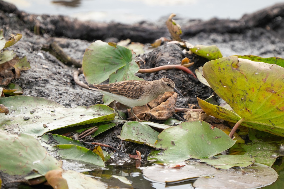 Least Sandpiper - ML645627145