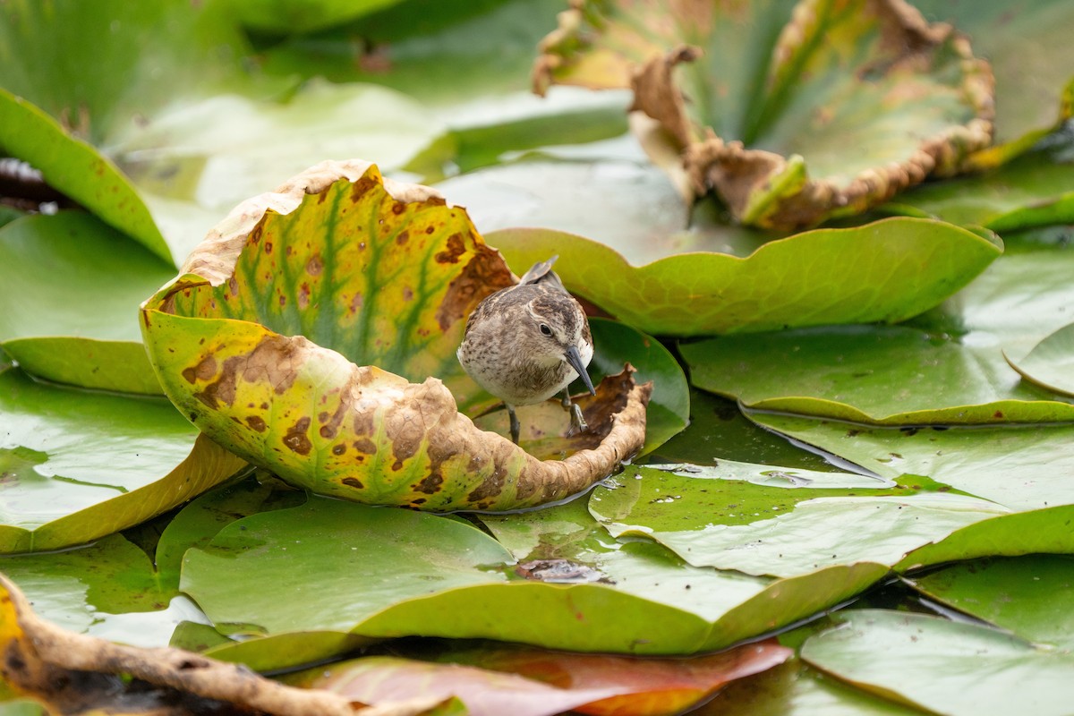 Least Sandpiper - ML645627148