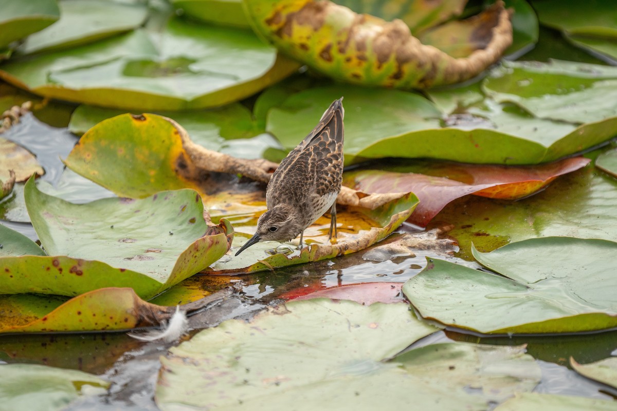 Least Sandpiper - ML645627149