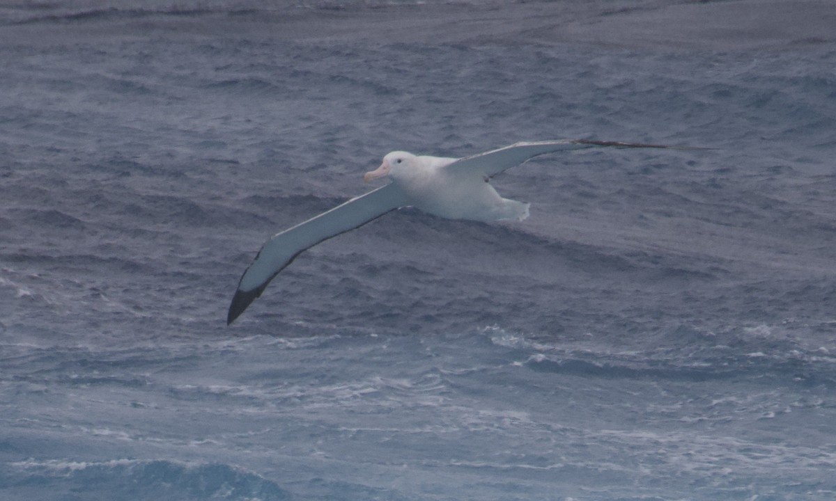 Snowy Albatross - ML645627151