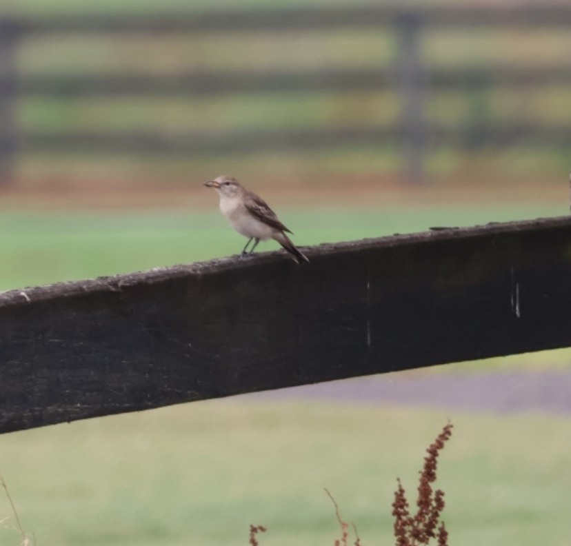 White-winged Triller - ML645627153