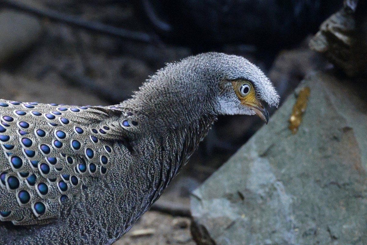 コクジャク - ML645627166