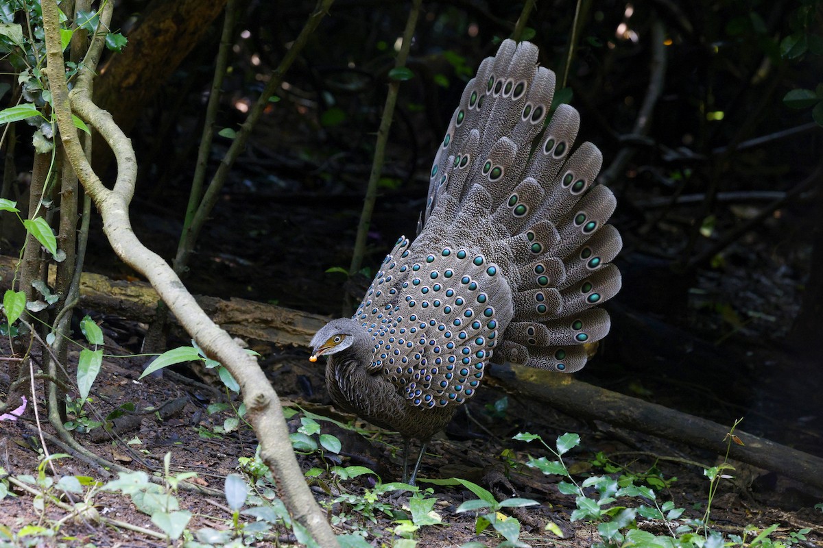 コクジャク - ML645627167