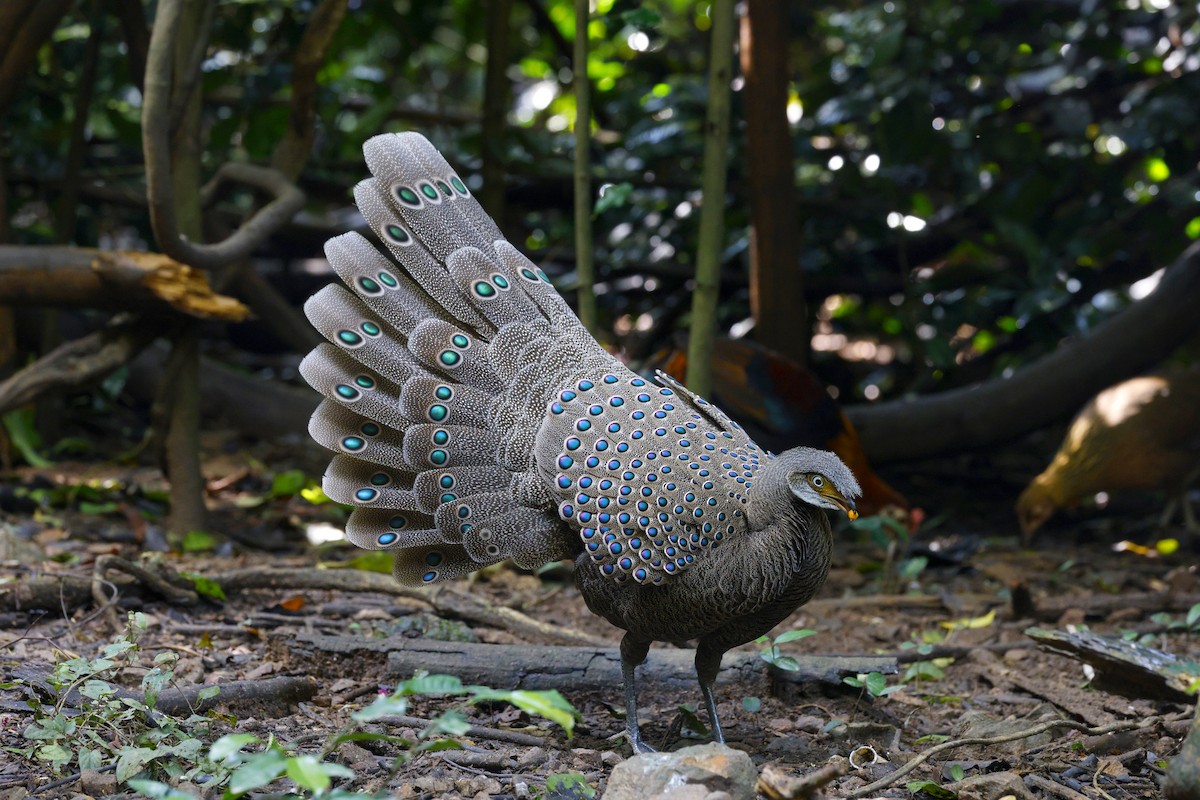 コクジャク - ML645627168