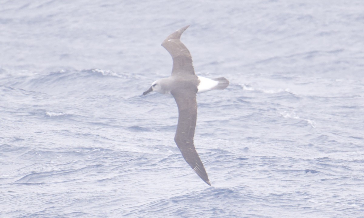 Boz Başlı Albatros - ML645627171