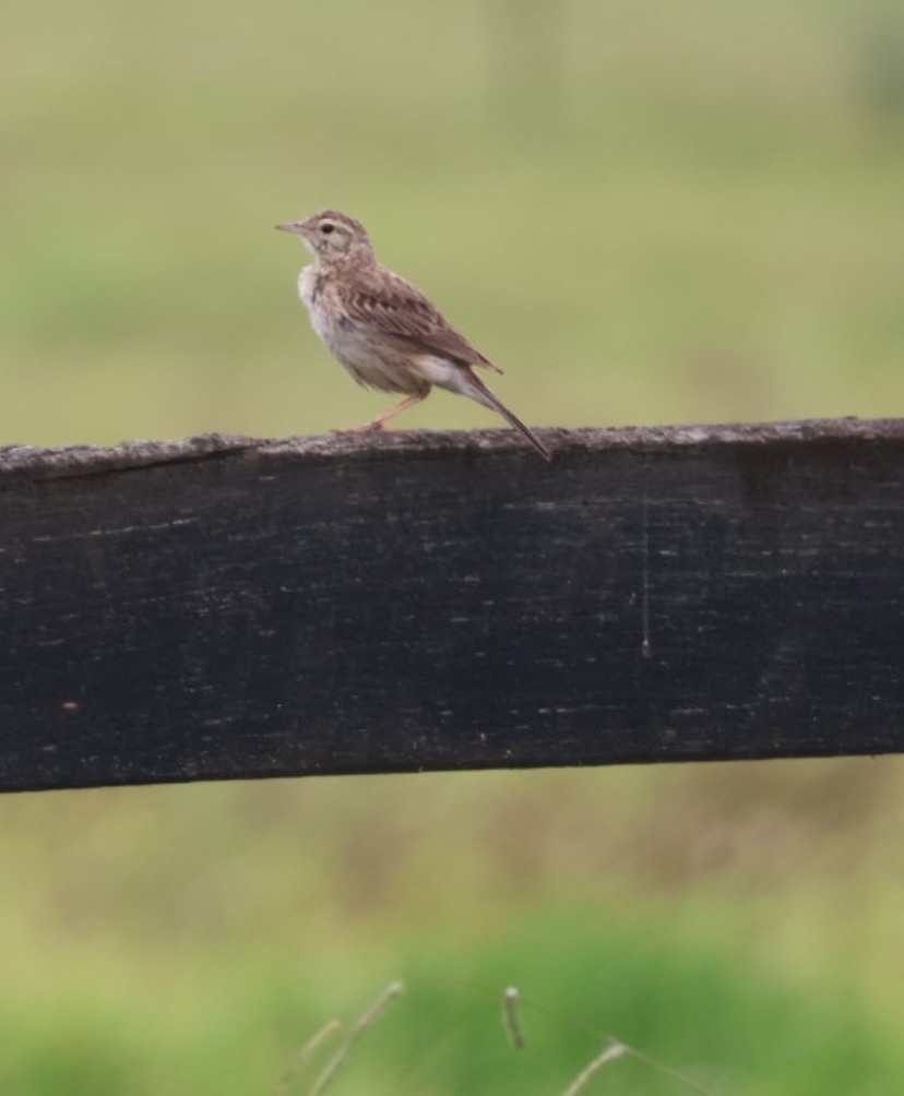 Australian Pipit - ML645627172