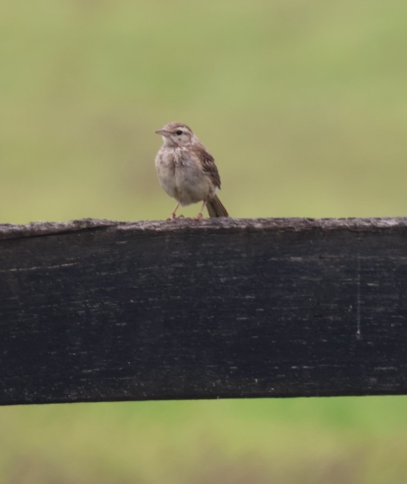 Australian Pipit - ML645627173