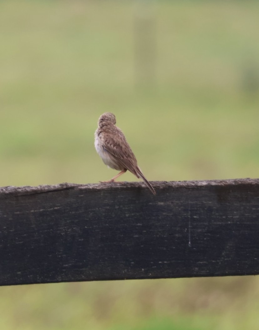 Australian Pipit - ML645627174