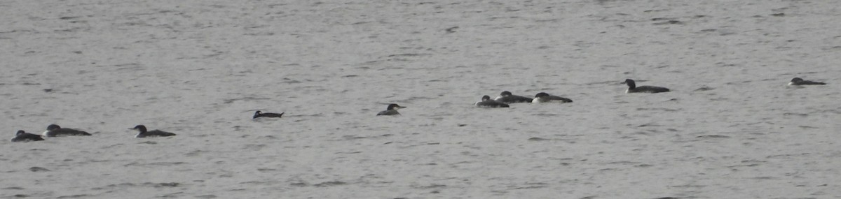 White-winged Scoter - ML645627175