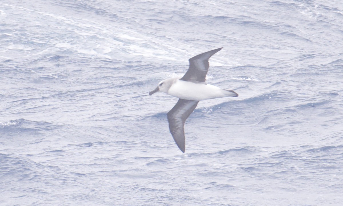 Boz Başlı Albatros - ML645627179