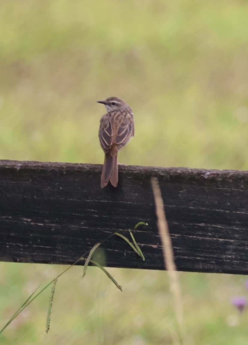 Rufous Songlark - ML645627181
