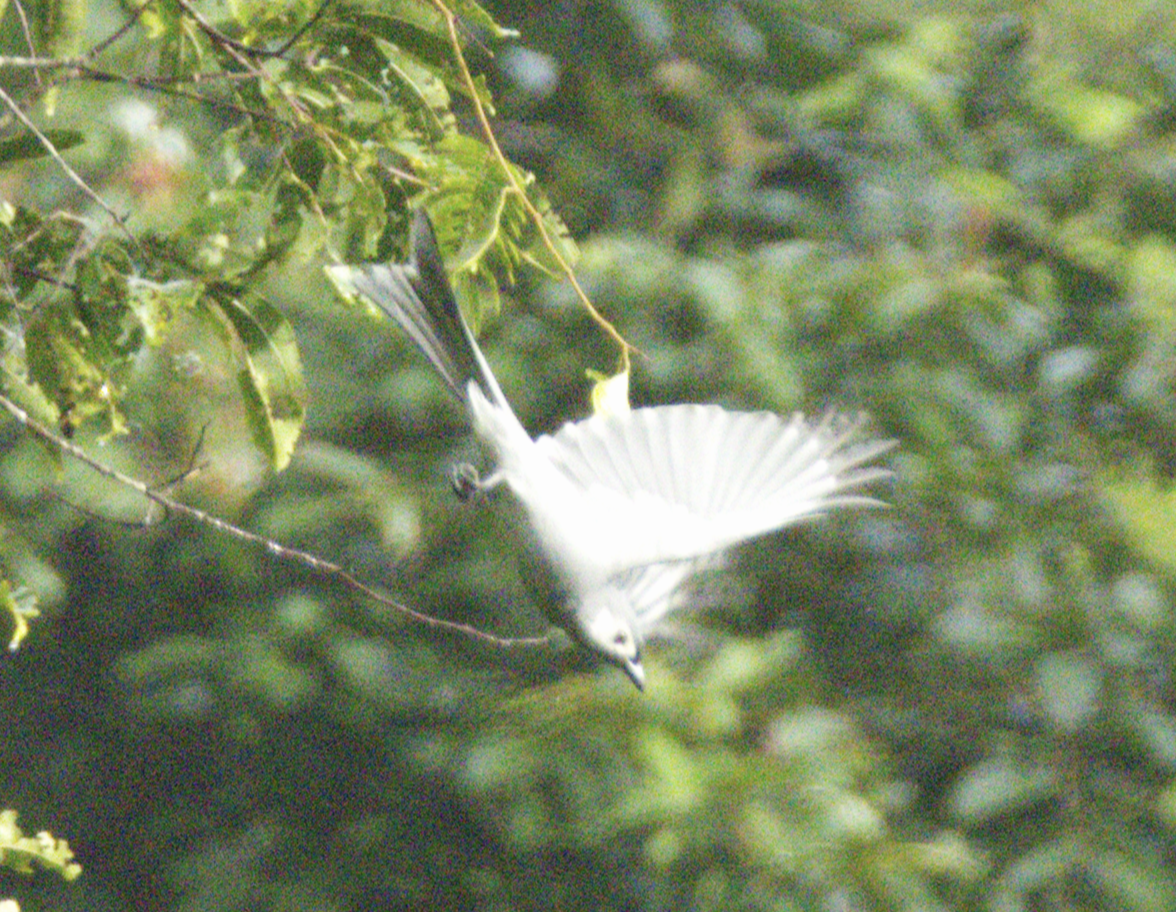 Ashy Drongo (White-cheeked) - ML645627183