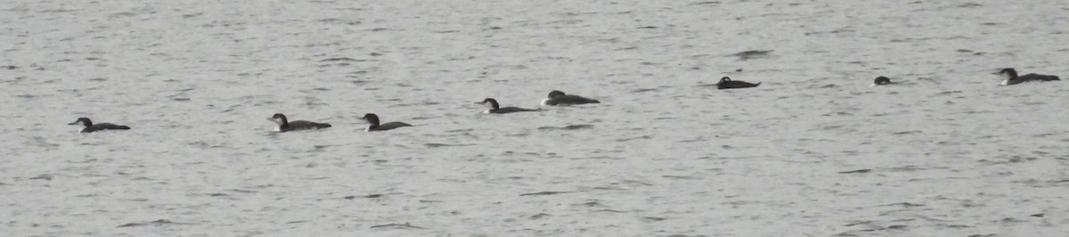 White-winged Scoter - ML645627185