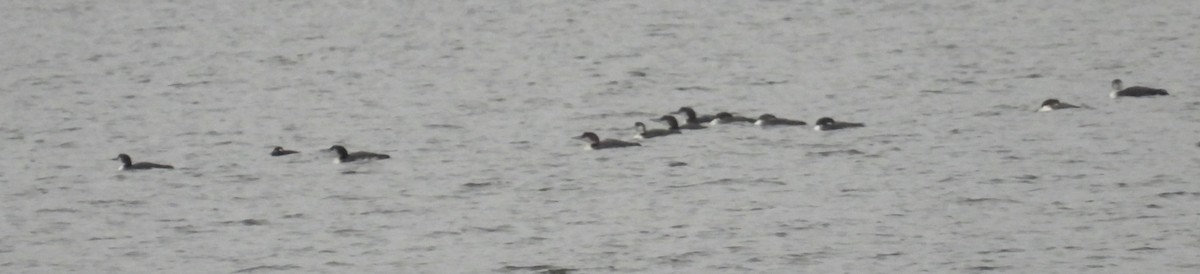 White-winged Scoter - ML645627192
