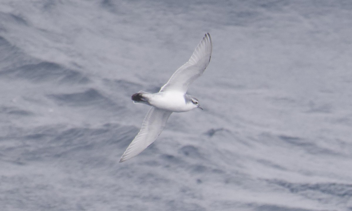 Prion de la Désolation - ML645627194