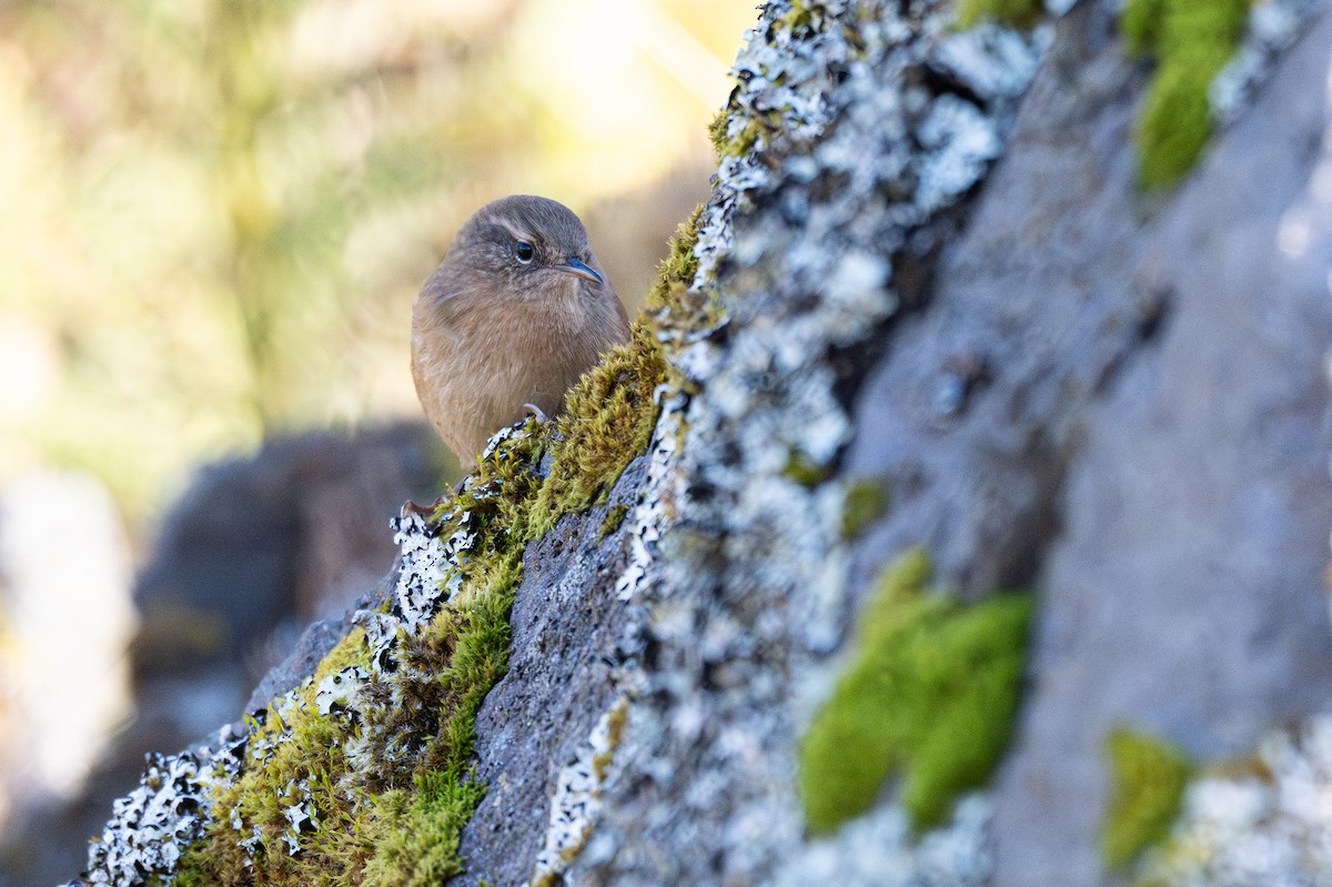 Pacific Wren - ML645627198