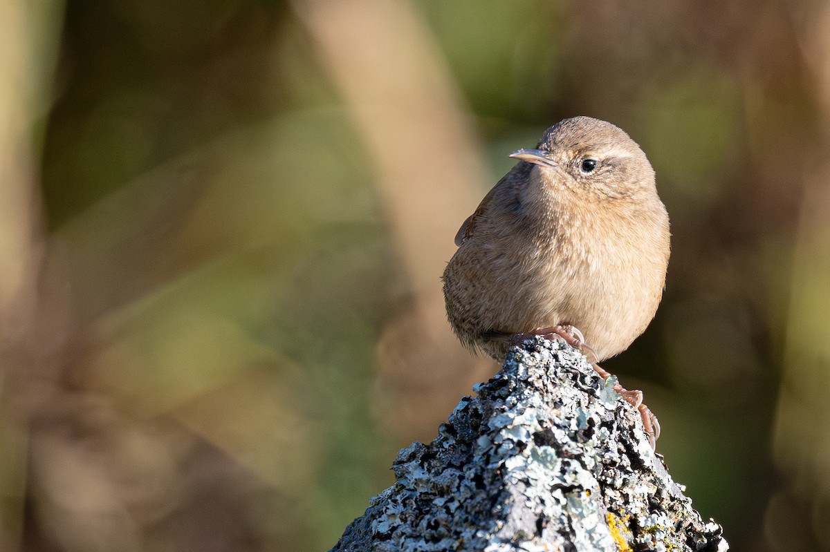 Pacific Wren - ML645627199