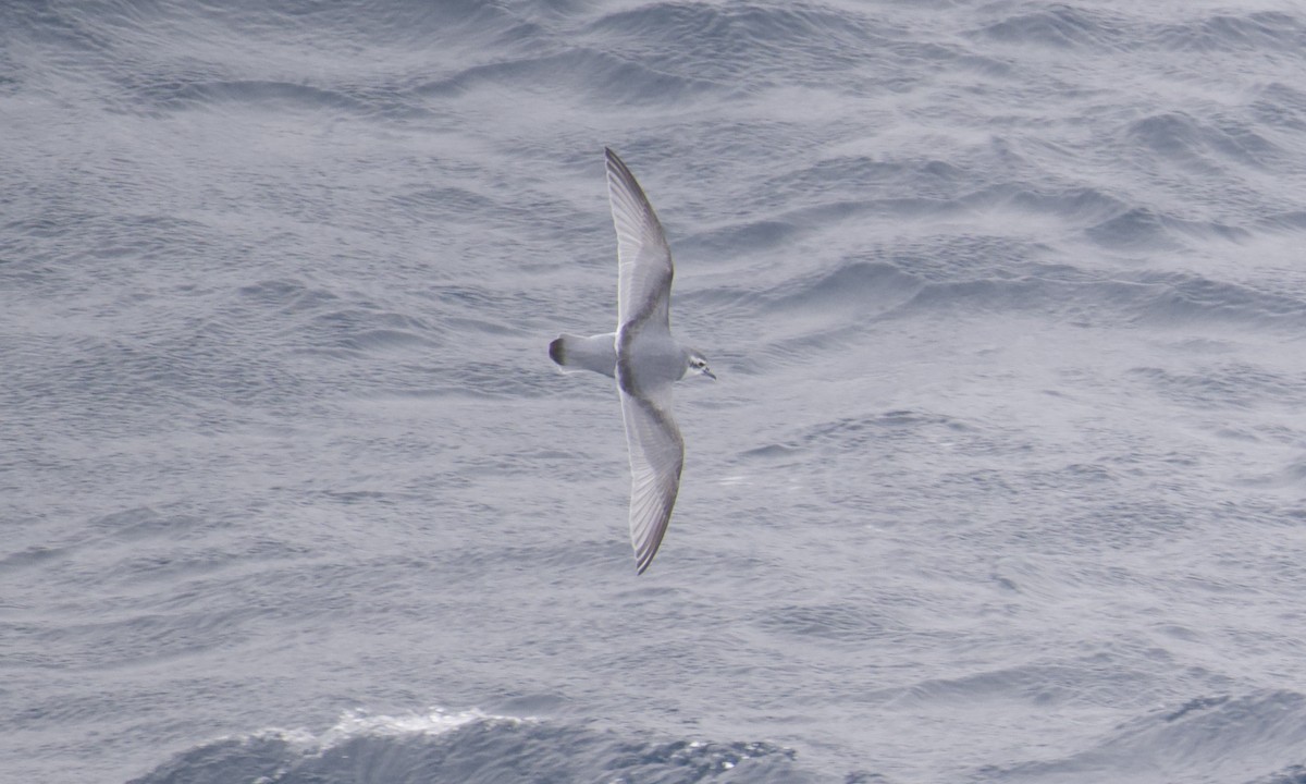 Prion de la Désolation - ML645627206