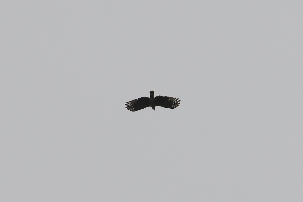 Hook-billed Kite - ML645627214