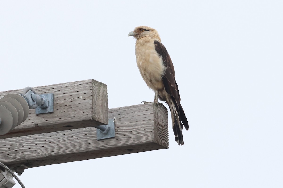Yellow-headed Caracara - ML645627215