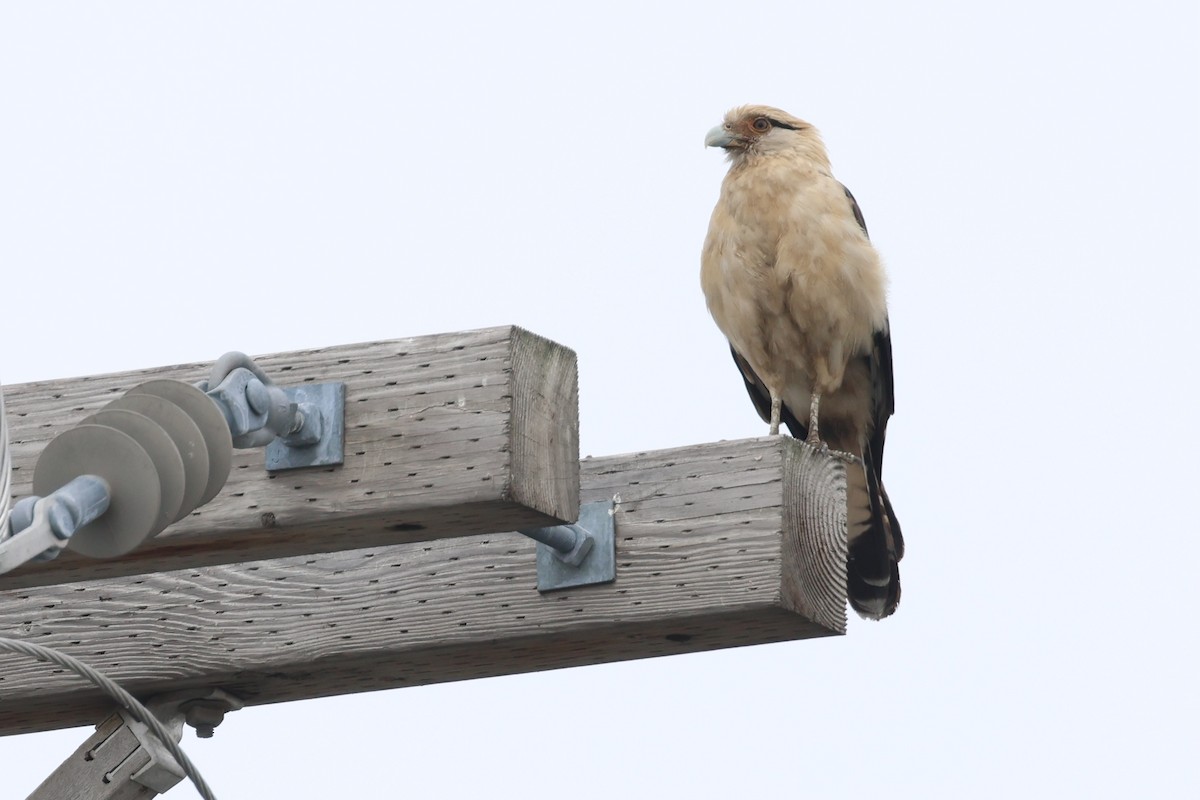 Yellow-headed Caracara - ML645627216