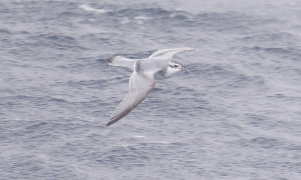 Prion de la Désolation - ML645627217