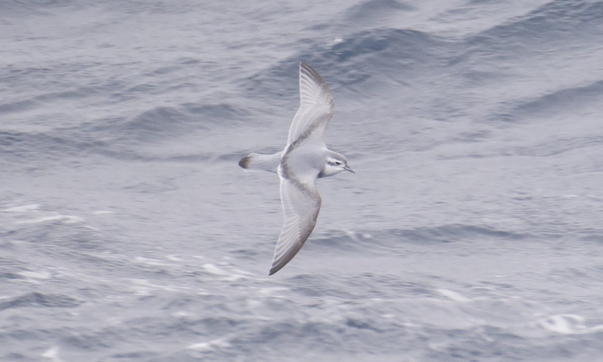 Prion de la Désolation - ML645627222