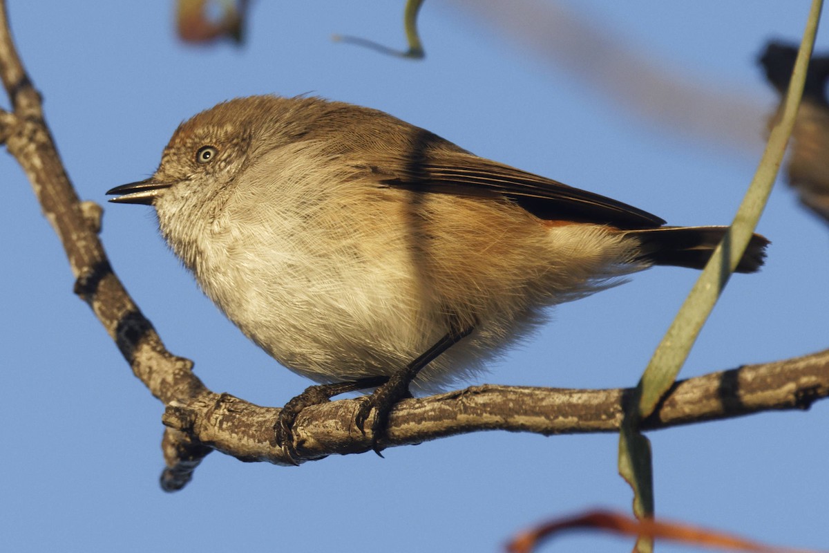 Acanthize à croupion roux - ML645627224