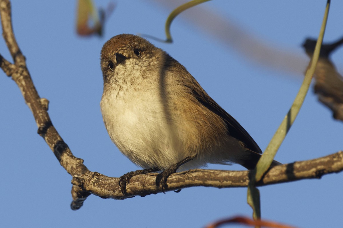 Acanthize à croupion roux - ML645627225