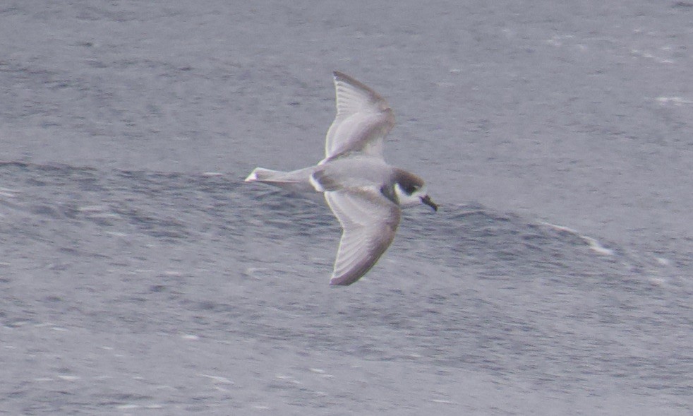 Blue Petrel - ML645627235