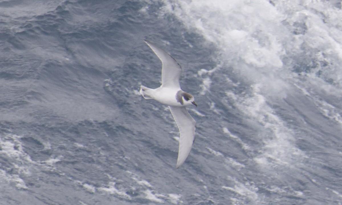 Blue Petrel - ML645627237