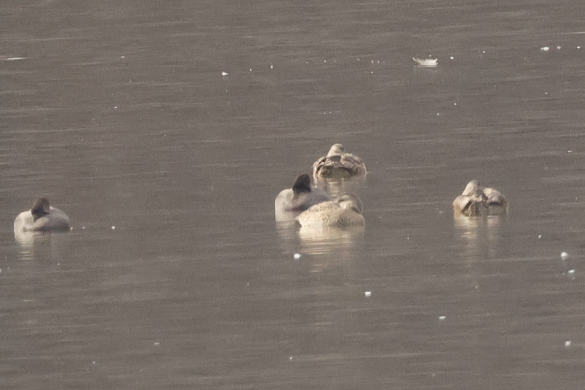 Нерозень - ML645627239